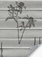 LYSEL HOME Plissee 437A Medea LYSEL HOME Plissee 437A Medea